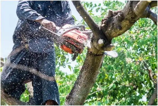 tree services Perezville